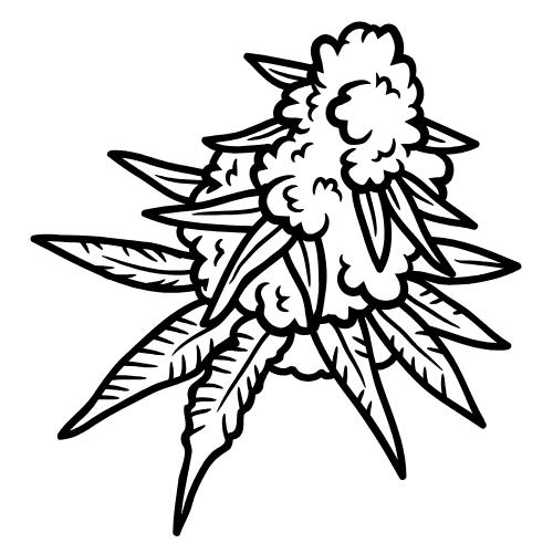 Cannabis Buds - Pure Cannabis Cannabis Buds - Pure Cannabis