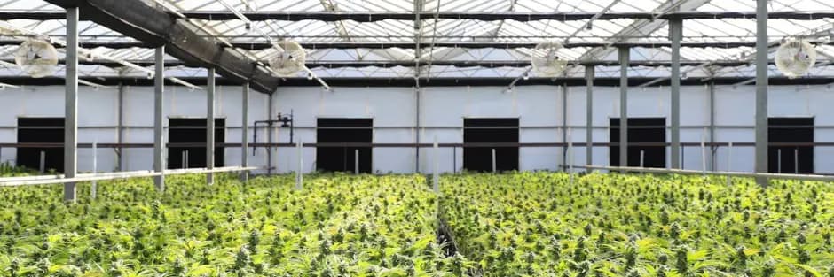 A Guide for Aspiring Cannabis Cultivators A Guide for Aspiring Cannabis Cultivators