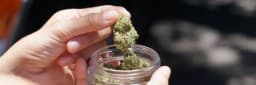 Is Cannabis Legal in Michigan Is Cannabis Legal in Michigan